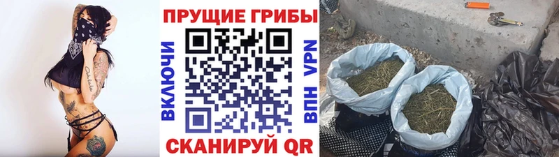 сколько стоит  Правдинск  hydra онион  Псилоцибиновые грибы MAGIC MUSHROOMS 